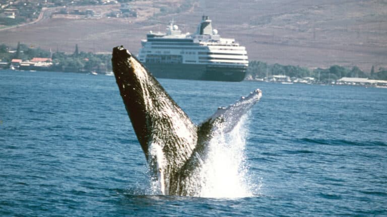 Holland America Line Presents Special Solar Eclipse Sailings