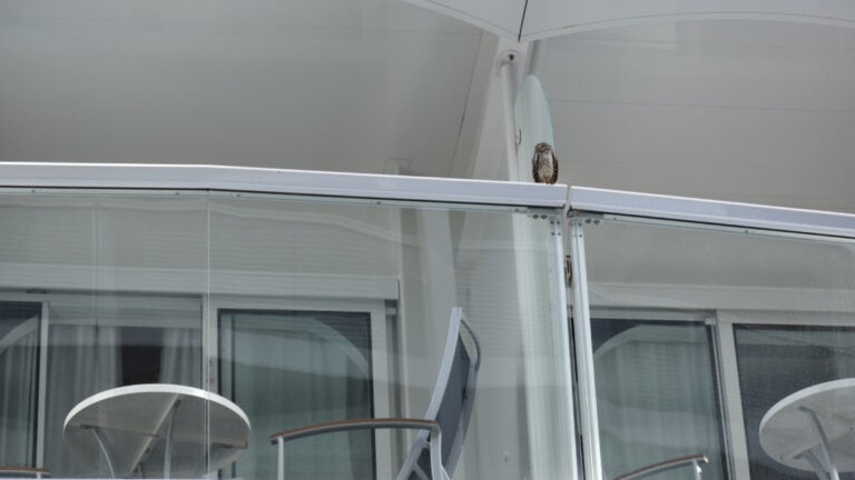 Unexpected Passenger Stows Away for a Royal Caribbean Cruise