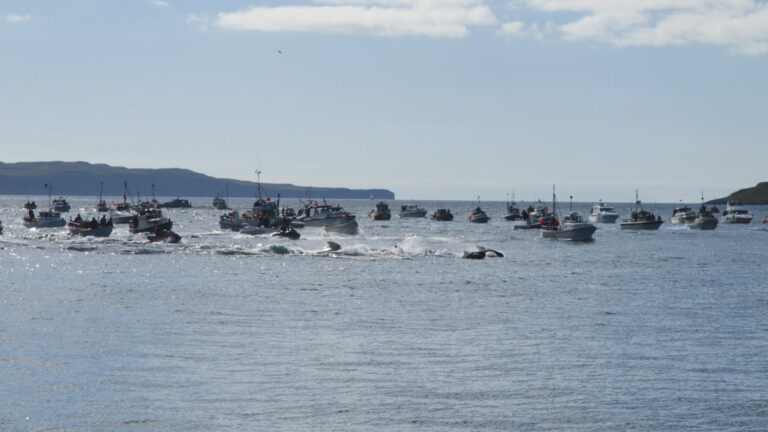 Cruise Line Apologizes for Visiting Port During Whale Hunt