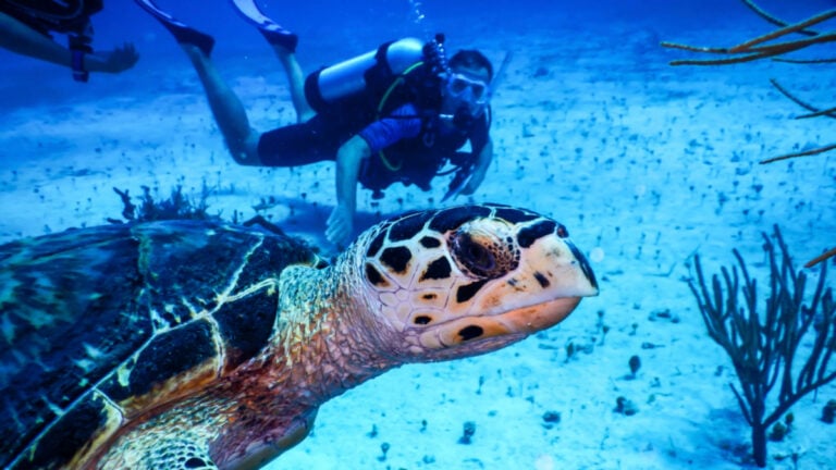 MSC Celebrates Coral Nursery at Private Island in the Bahamas
