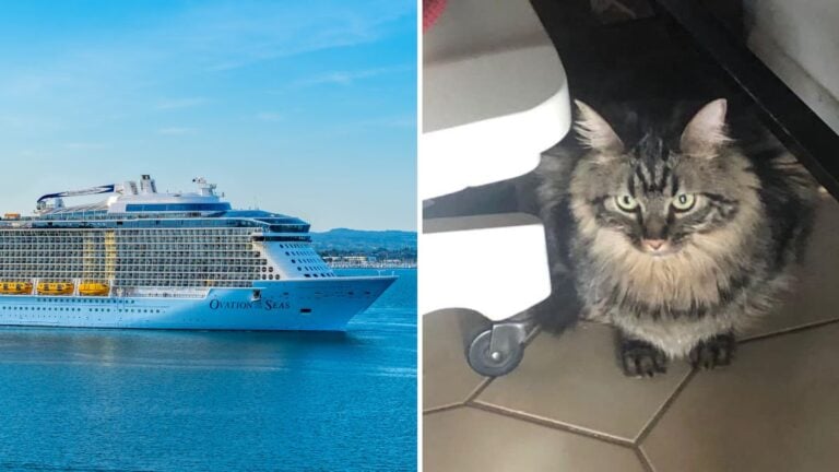 Stowaway Cat From Royal Caribbean Ship Adopted for Christmas