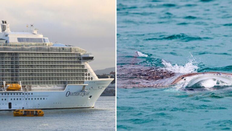 Royal Caribbean Cruise Guests Help Rescue Shark