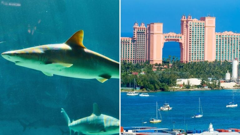 Popular Bahamas Shore Excursion Shuts Down After Shark Bite