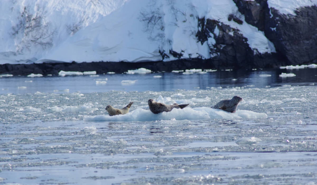 Seals in Whittier, Alaska