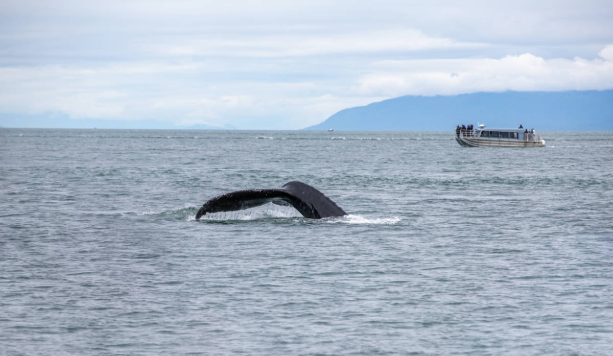 Humpback Whale in Alaska