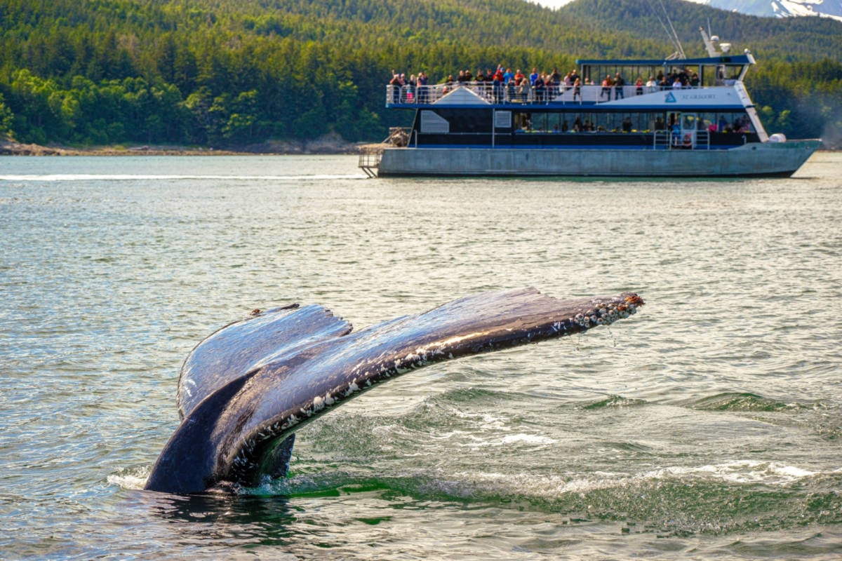 Whale Watching in Alaska