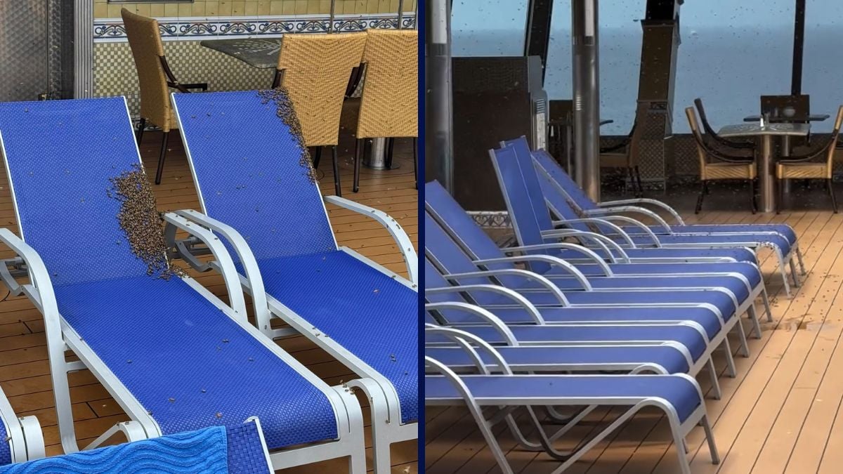 Bees on Carnival Valor Cruise Ship