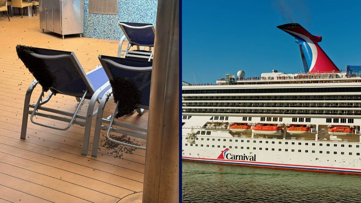 Bees on the Carnival Valor Cruise Ship