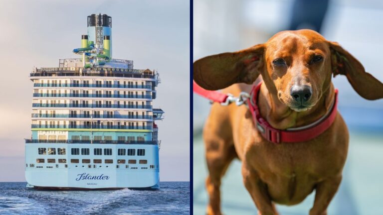 250 Dogs Will Set Sail on a First-of-its-Kind Cruise