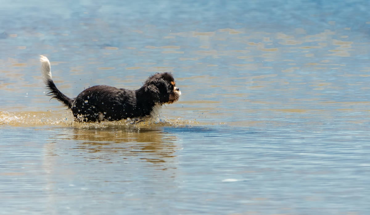 Dog Playing in the Water
