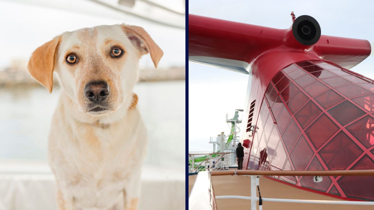 Dog and Carnival Cruise Line Funnel
