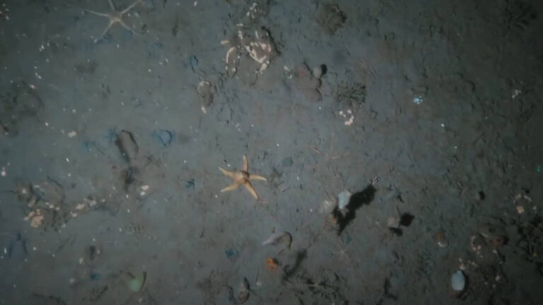 Cruise Ship Anchors are Destroying Antarctica’s Seabed Ecosystems