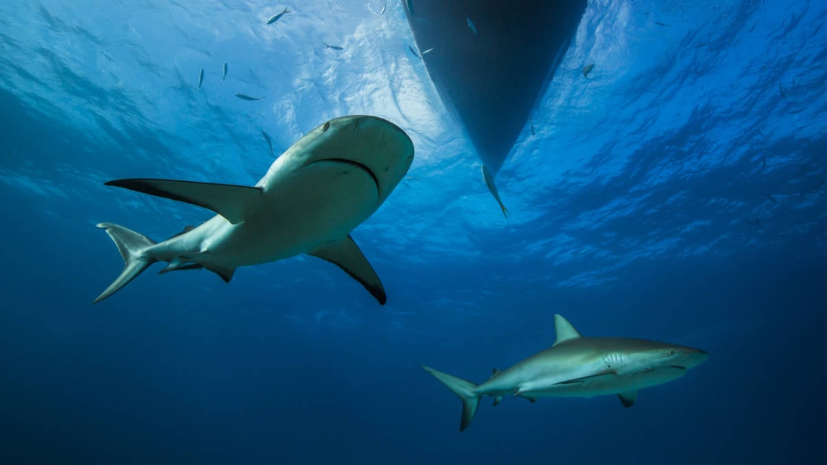Sharks Underneath Vessel