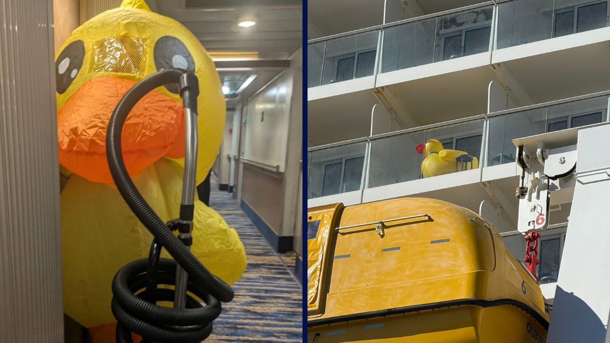 Large Cruise Ducks