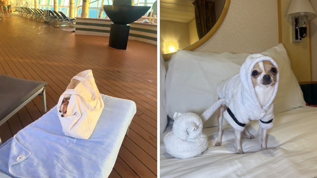 Chihuahua on Freedom of the Seas