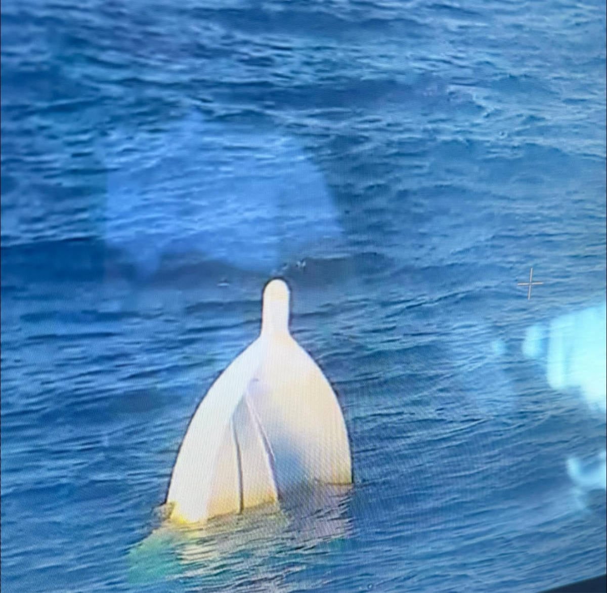Sunken Boat Spotted by Carnival Jubilee