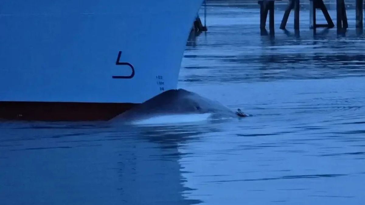 Ovation of the Seas With Whale