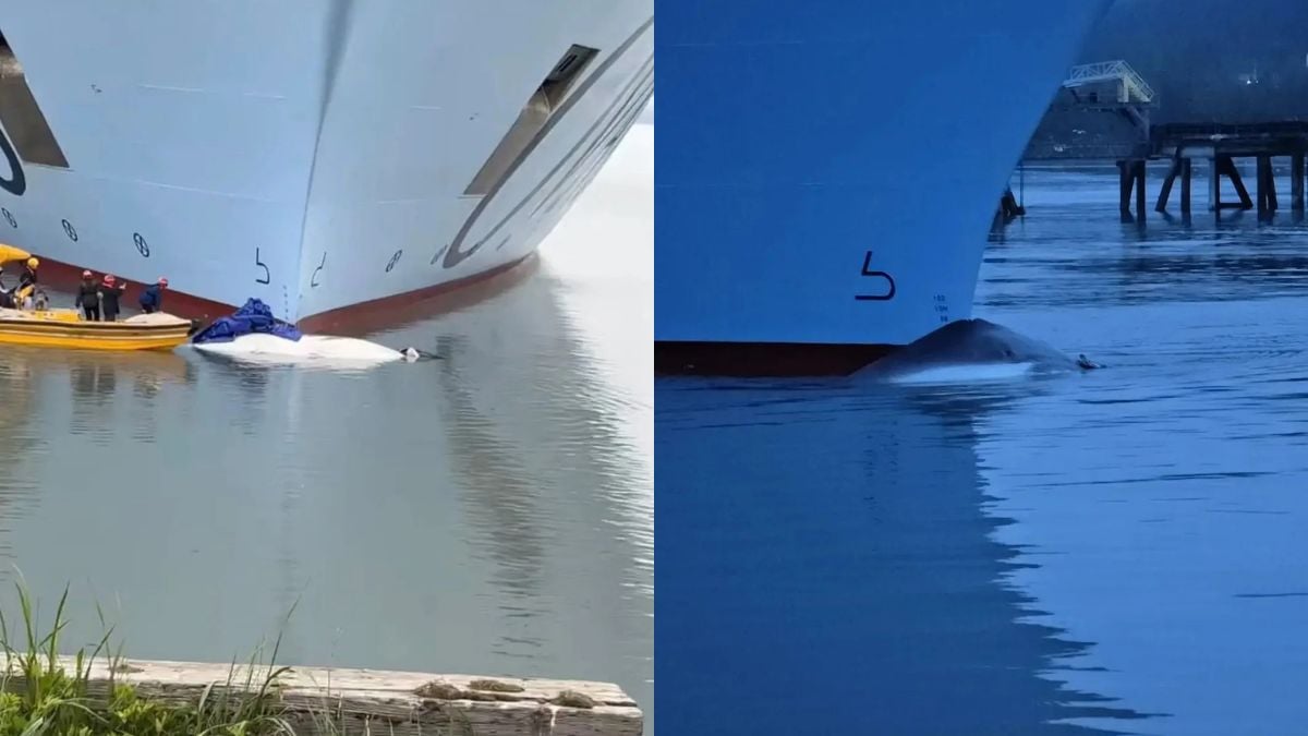 Ovation of the Seas With Whale