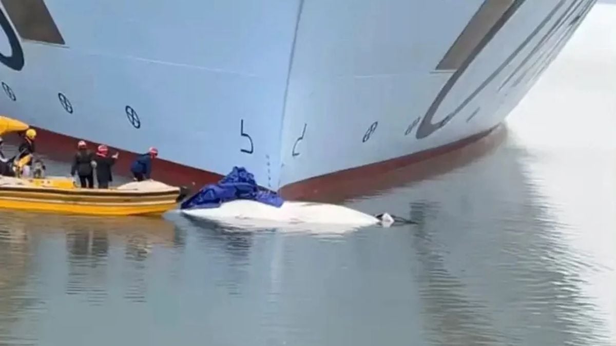 Ovation of the Seas With Whale