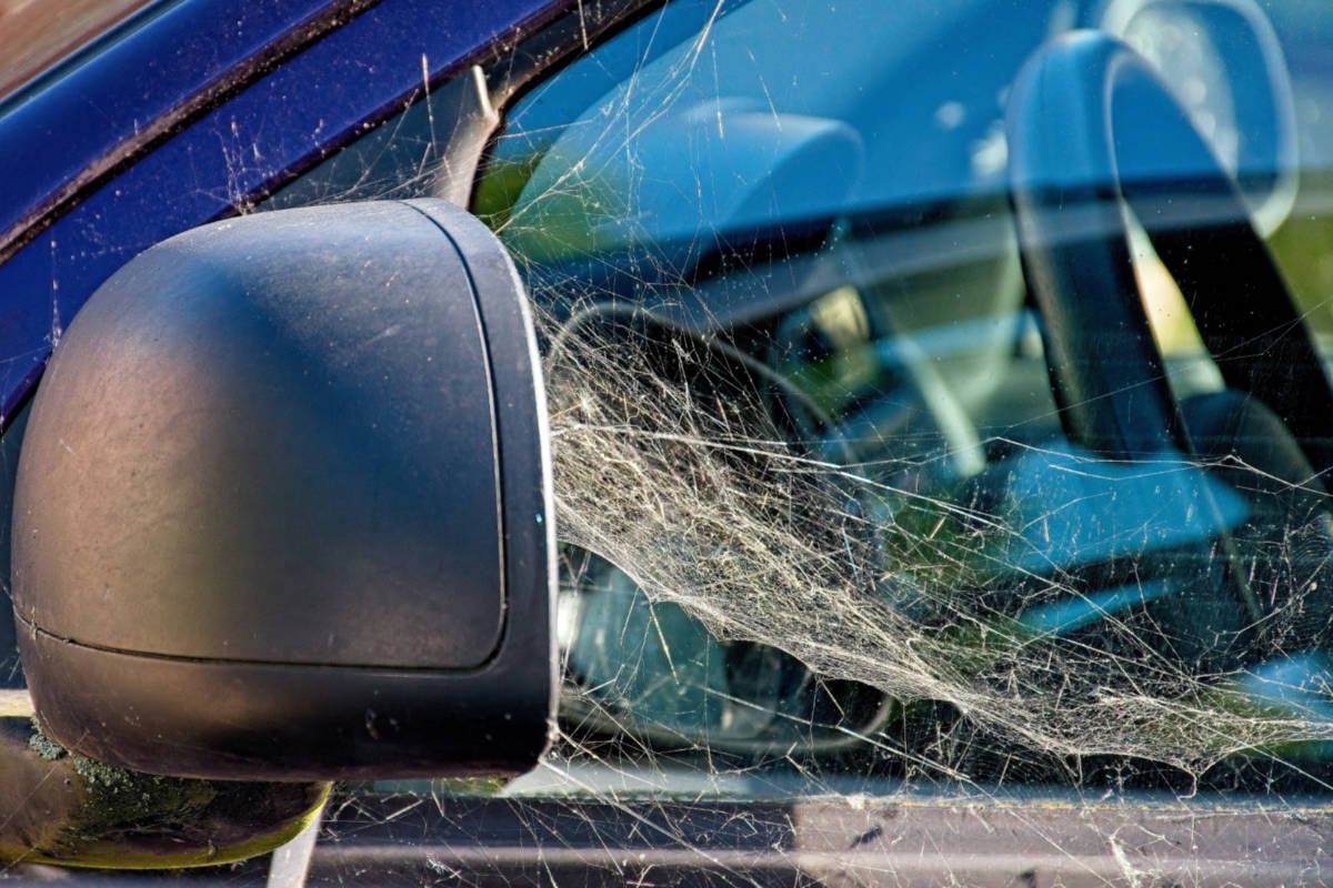 Spider Web on Car