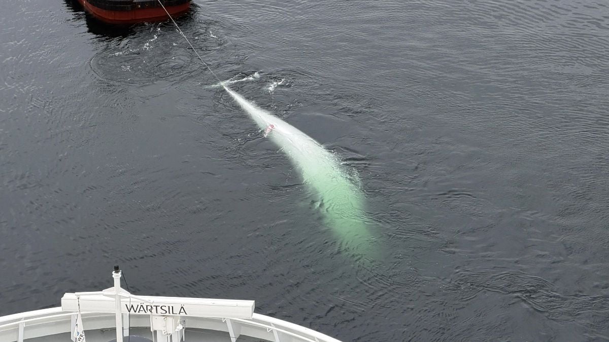 Whale Being Pulled Away