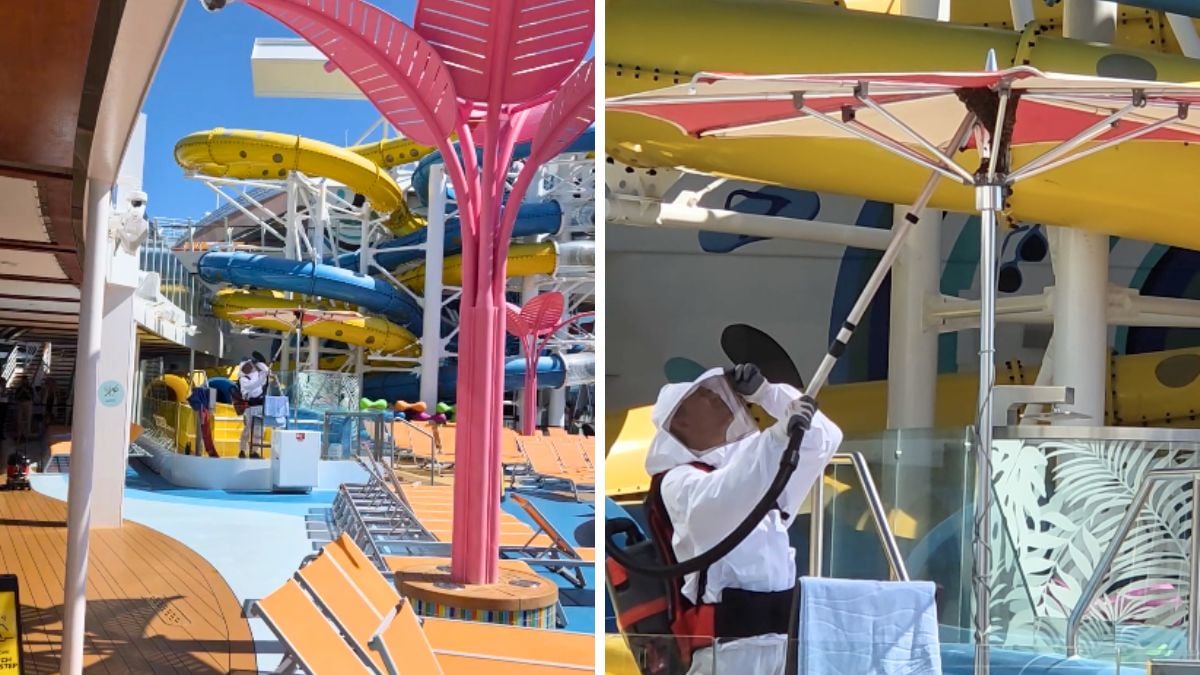 Royal Caribbean Bees